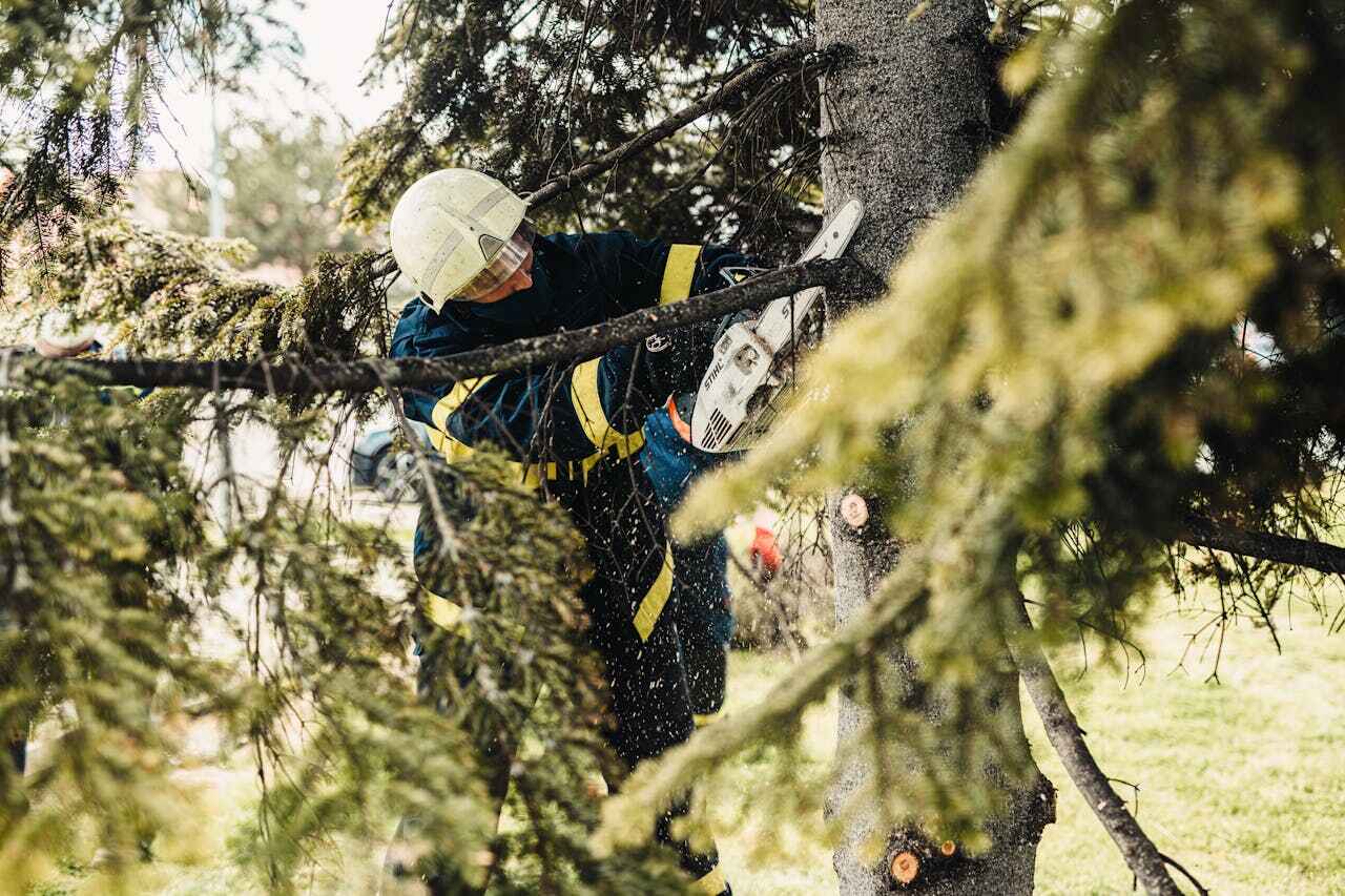 Best Professional Tree Care  in St Augusta, MN